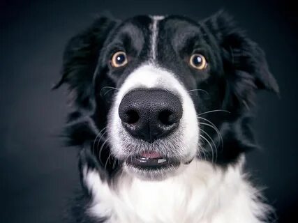 I often the dog