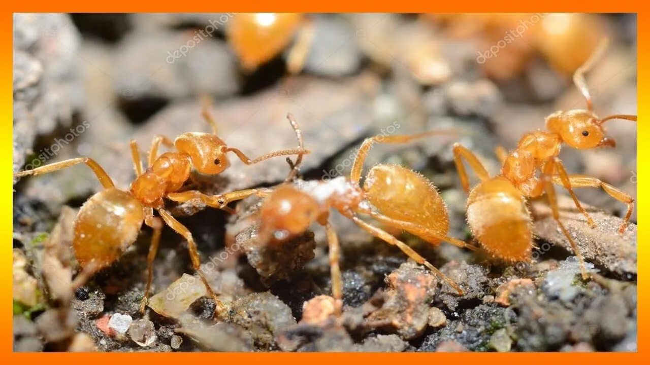 Желтый муравей дома. Lasiusflavus (жёлтый садовый муравей). Lasiusflavus (жёлтый садовый муравей). Lasius flavus желтый земляной муравей. Желтый муравей дома.