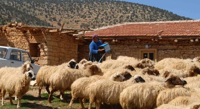 Village life has its bad points. Dvin Village. Village Life in Georgia Sheep. Koy Feed. Kizlarniñ köyi.