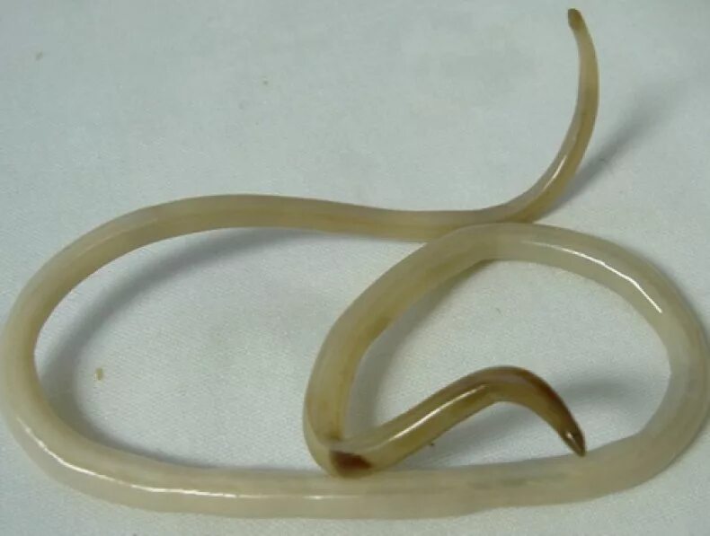 Человеческая аскарида круглый червь. Круглый гельминт Ascaris lumbricoides. Круглые черви аскарида человеческая.