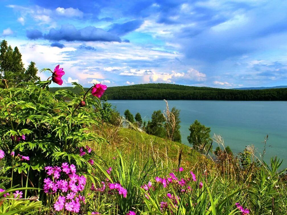 Лето 2024 года на урале. Уральская природа летом. Урал летом. Цветы южного урала пермские. Лето 2024 года на урале.