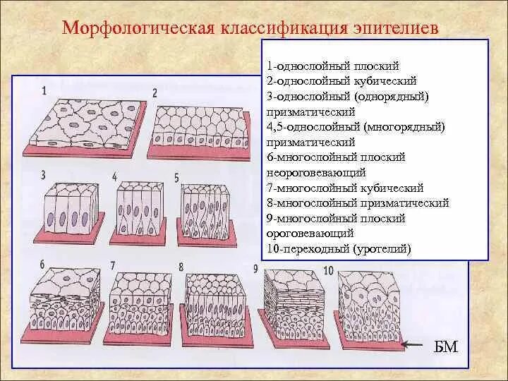 Какие функции выполняет эпителий. Однослойный многорядный столбчатый эпителий. Многослойный плоский эпителий гистология. Типы эпителиальной ткани схема. Однослойный плоский эпителий строение.