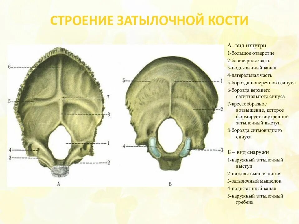 Кости черепа затылок. Кости головы анатомия затылочная кость. Затылочная кость вид спереди и сверху. Затылочная кость вид снаружи и изнутри. Строение костей черепа затылочная.