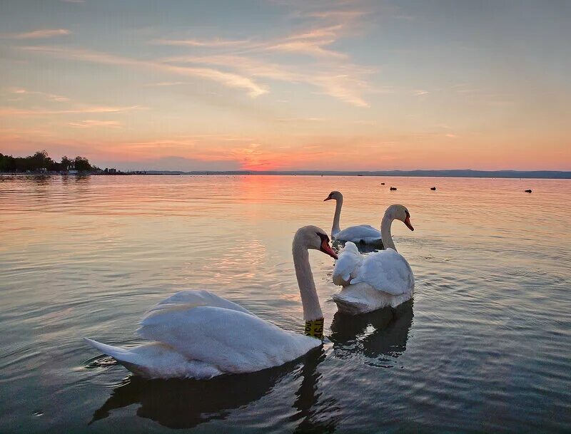 Лебеди на озере. Лебеди на закате. Лебеди на озере вечером. Лебеди Онежское озеро.