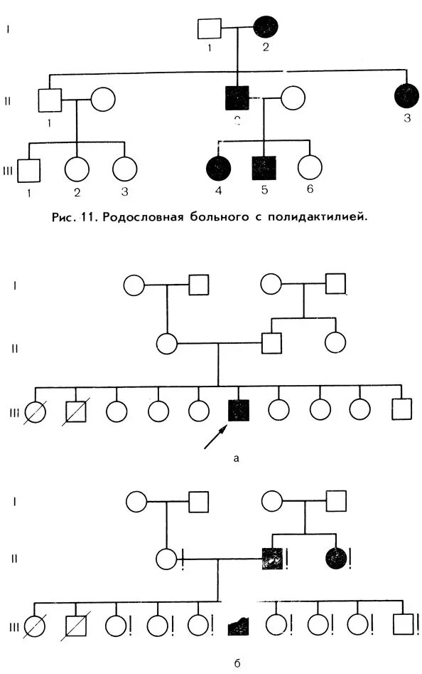 Как определить родословную