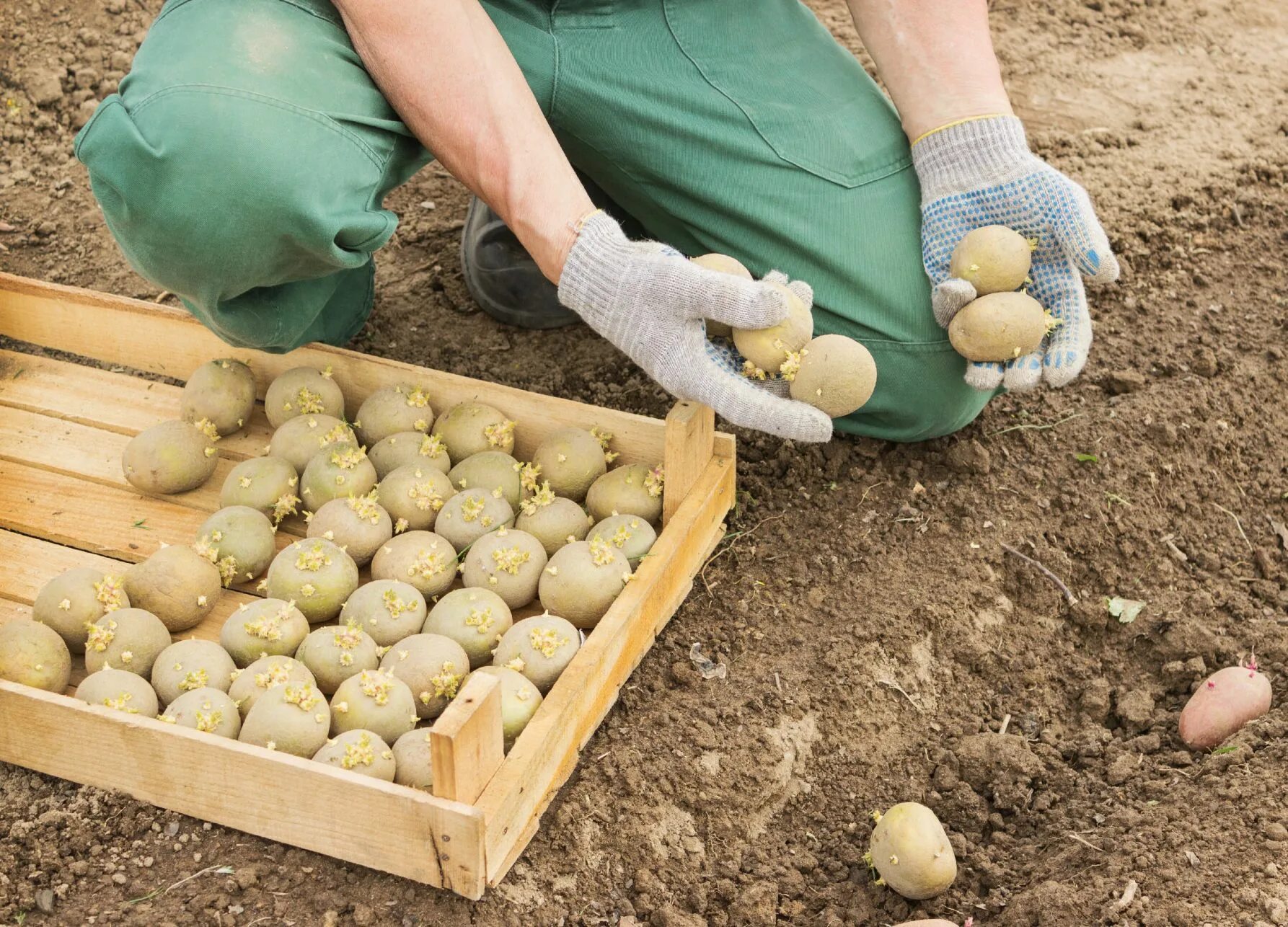 посадка картошки под лопату. посадка картофеля условия. картошка в огороде. посадка картофеля. посадка картофеля.