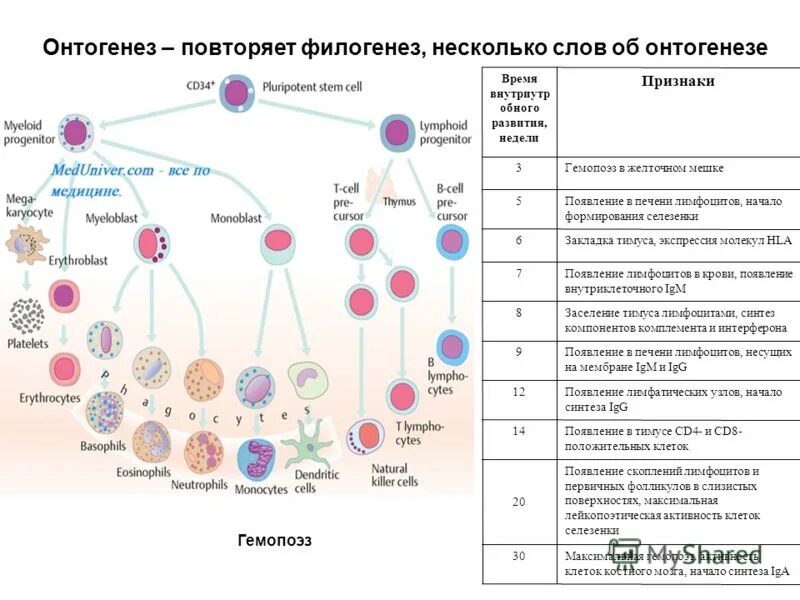 Онтогенез повторяет филогенез на примере позвоночных. Схема онтогенеза т лимфоцитов. Схема развития клеток иммунной системы. Дифференцировка клеток таблица. Схема дифференцировки клеток иммунной системы.