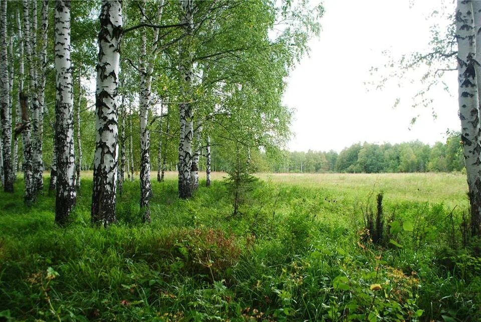 Березовая чаща
