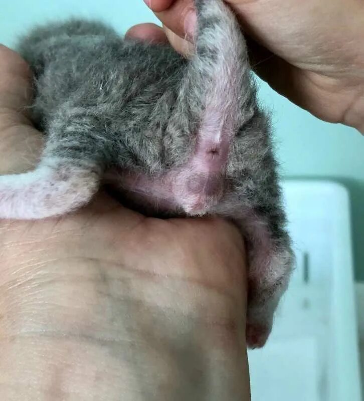 Пол новорожденных котят. Новорожденный котенок мальчик. Половые органы новорожденных котят.