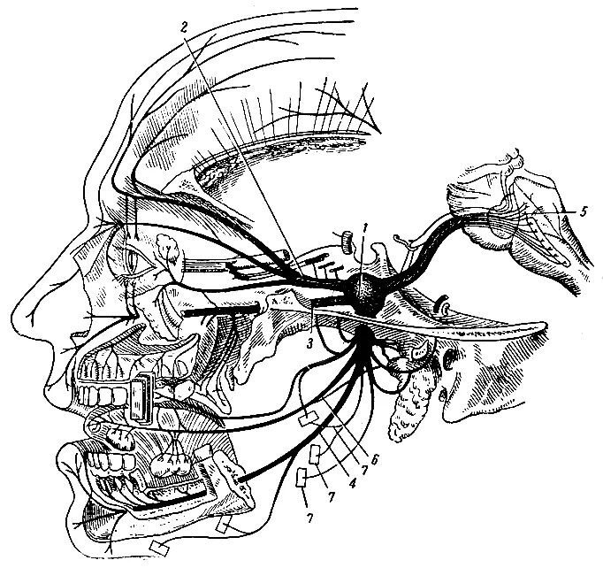 Черепные нервные узлы. Тройничный нерв схема. Тройничный нерв анатомия. Ветви тройничного нерва схема. Черепно мозговые нервы тройничный нерв.