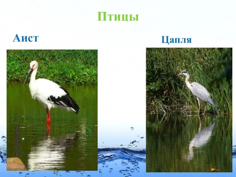 Чем отличается аист от цапли. Цапля и аист. аист цапля и журавль отличия. цапля аист журавль. аист и цапля различия.