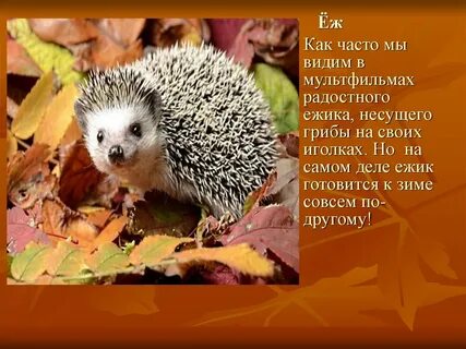 Как еж готовится к зиме