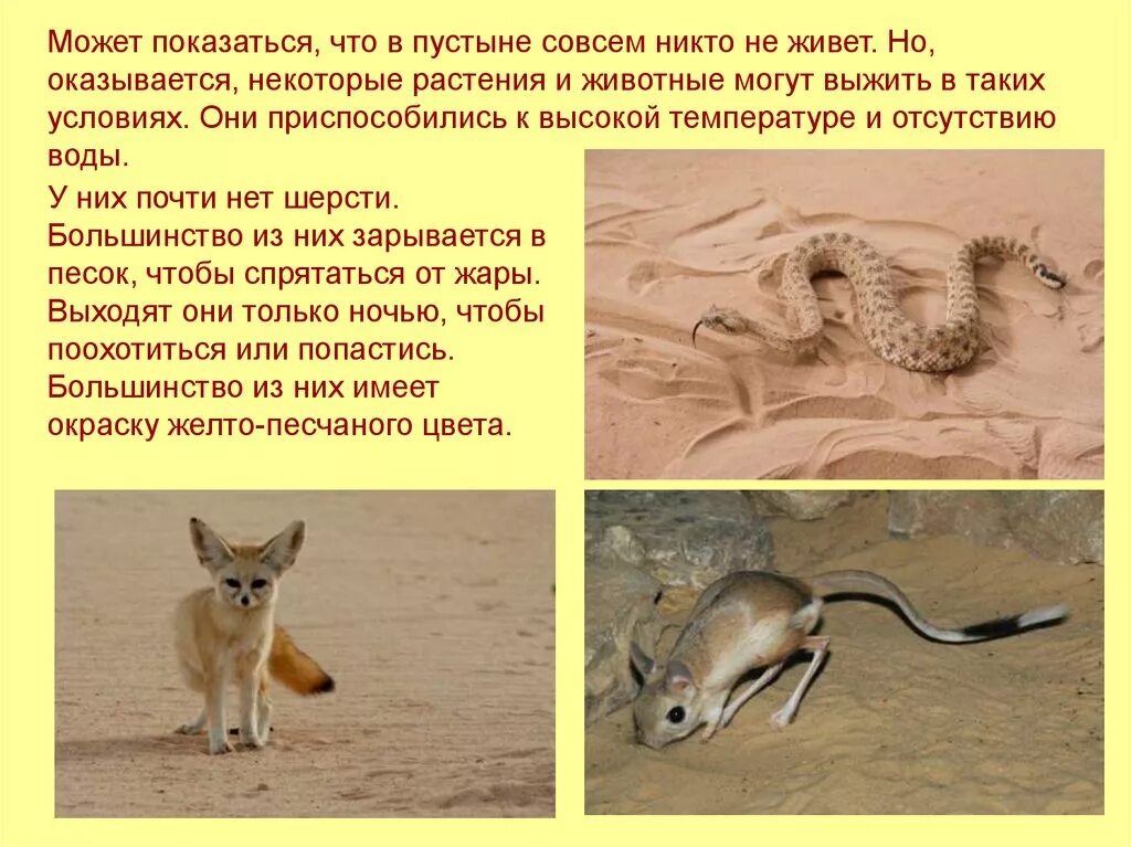 Условия обитания животных в пустыне. Обитатели пустыни и полупустыни. животные обитающие в пустыне. животные в пустынях и полупустынях. животные которые живут в полупустыне.
