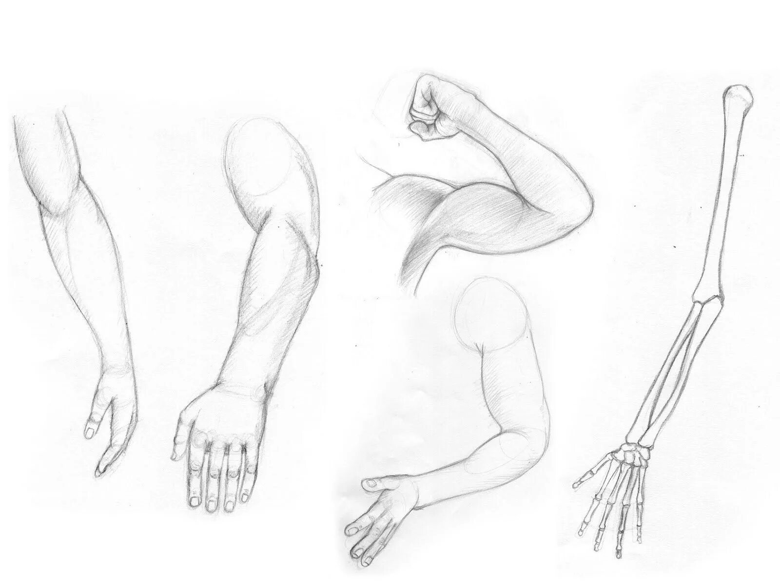 Рисование руки человека. Анатомия рук для рисования. Руки для рисования от плеча. Рисунок руки человека.