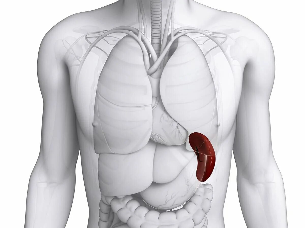 Чем опасна селезенка. Гипертрофия селезенки.