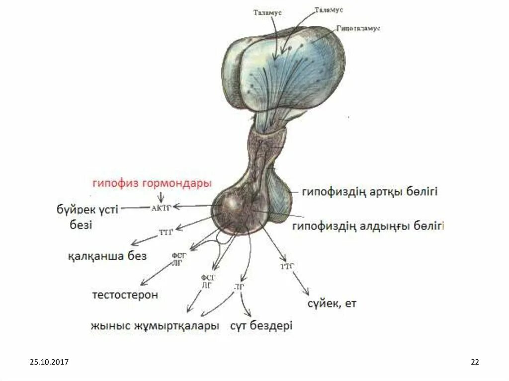 Гипофиз строение и функции. Анатомические структуры передней доли гипофиза. Гипоталамо-гипофизарная система 3 доли гипофиза. Гипофиз доли и их функции.