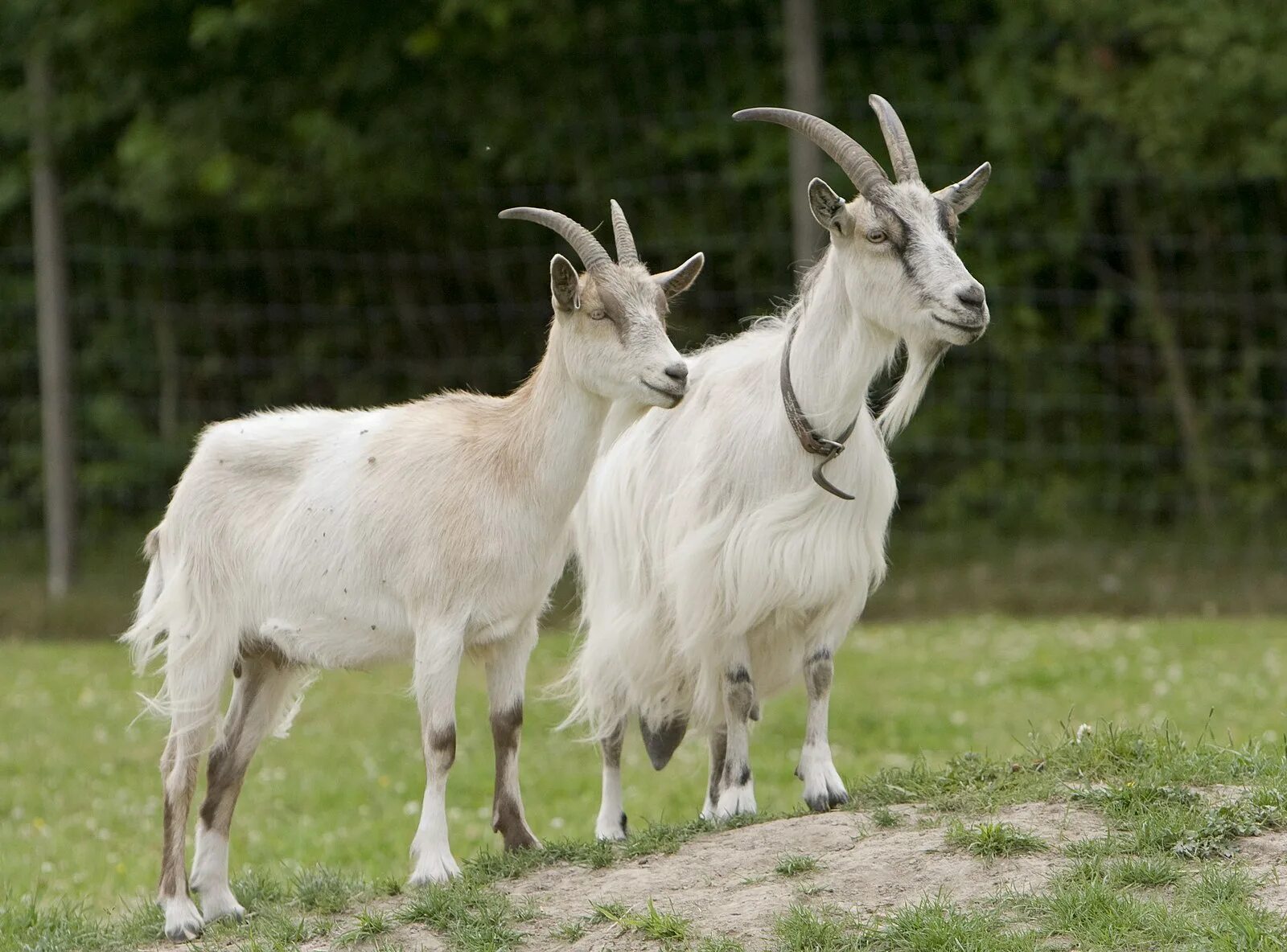 Goat com. Ангорская коза. Коза домашняя. За. Коза и козел.