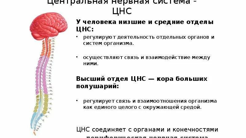 Низшие отделы ЦНС это. Отделы центральной нервной системы низшие и высшие. Нервная система ЦНС отделы. Схема строения центральной нервной системы.