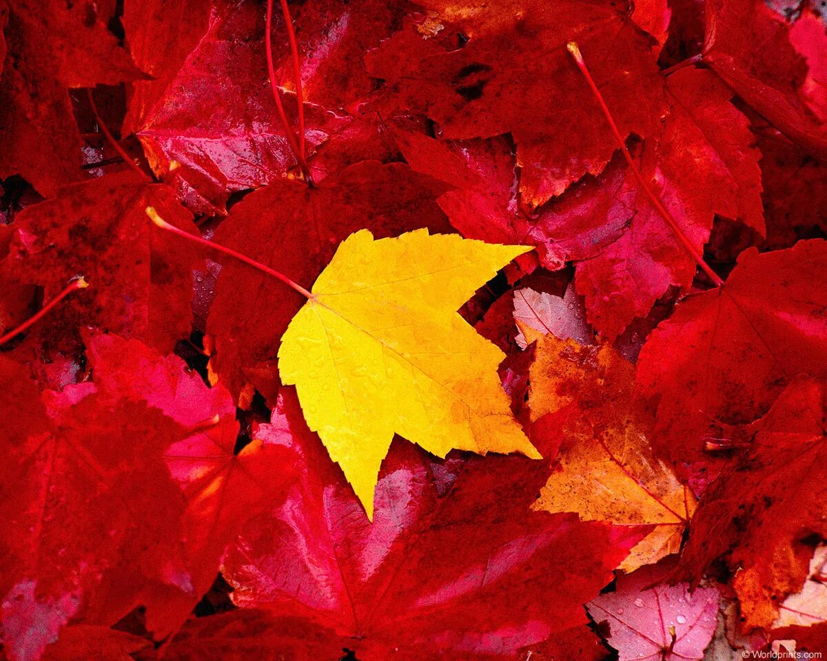 Красный клен геншин. Золотисто багряные листья. Красный лист. Клен кустовой. Багряный клен дерево.