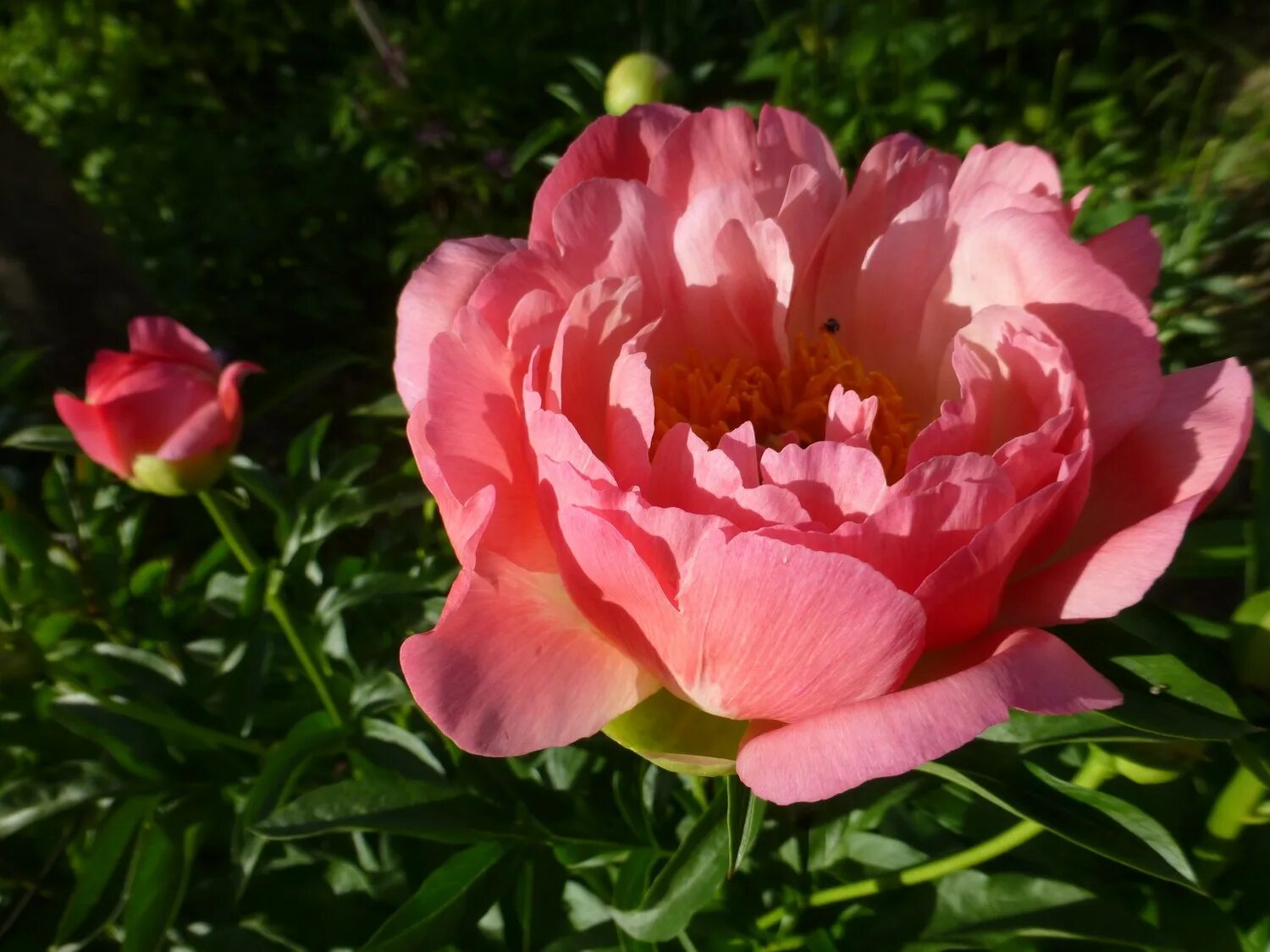 пион pink luau. пион розовый описание. пион пинк дерби. пион розовый описание. пион розовый описание.