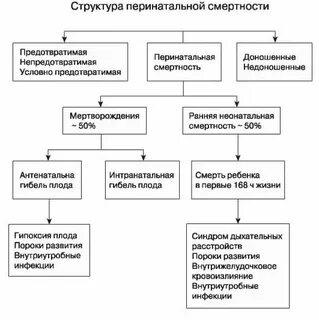 Структура перинатальной