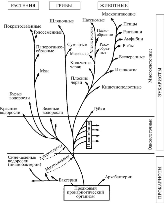 Усложнение организации покрытосеменных. Эволюционное Древо жизни биология. Схема эволюции организмов. Филогенетические деревья организмов.