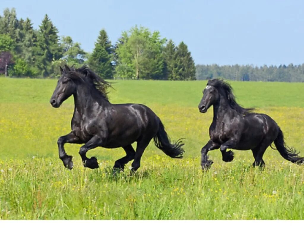 Новые фризы. Фризская лошадь. Лошадь черный. Дикие лошади фризы. Лошади чёрные породистые.