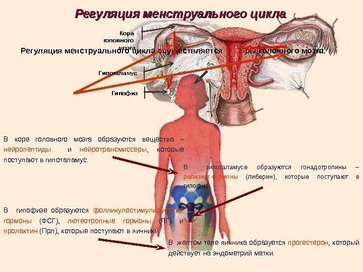 Как называют женскую железу. Уровни регуляции репродуктивной системы женщины. Регуляция менструального цикла гормоны. Гормональная регуляция женской репродуктивной системы. Физиология репродуктивной системы женщин.