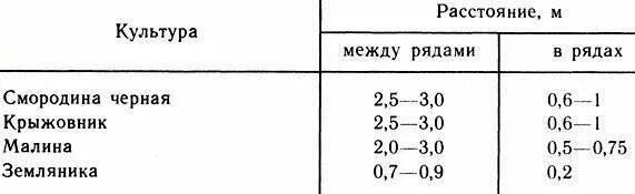 Расстояние между кустами смородины при посадке. Расстояние между кустами смородины. Расстояние между кустами черной смородины. Дистанция между кустами смородины.