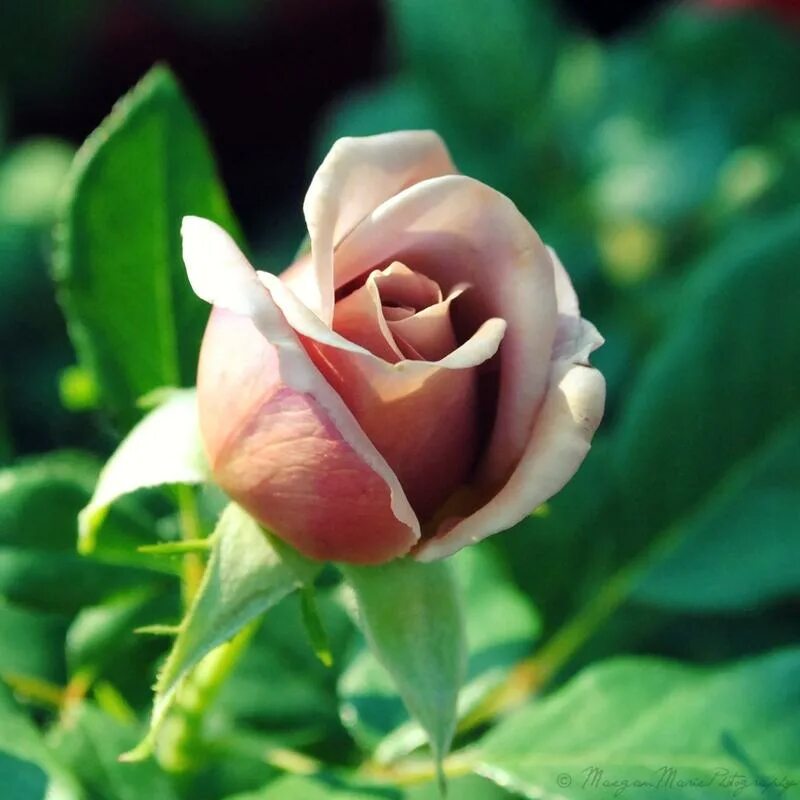 Бутон розы. Бутон розовой розы