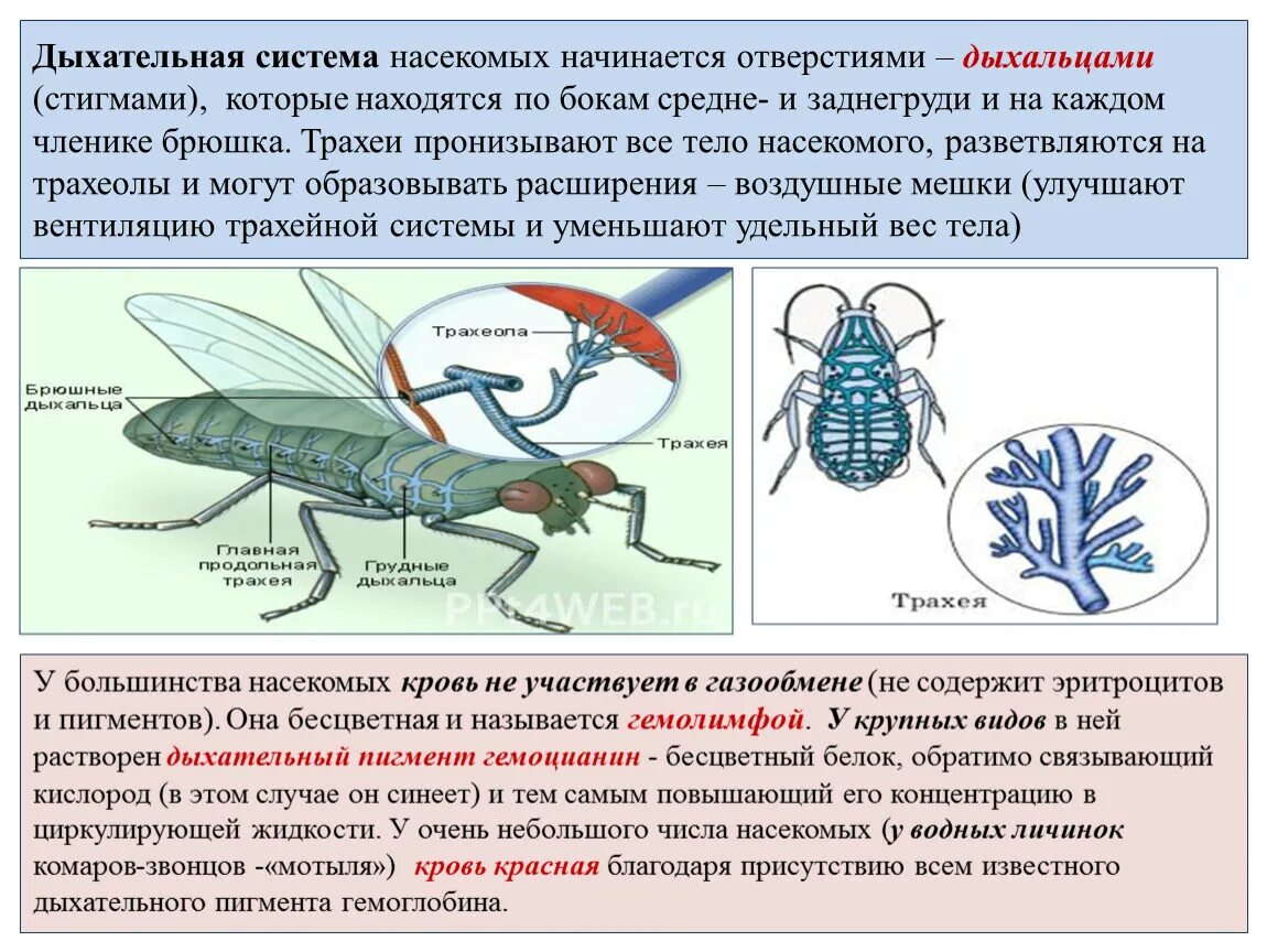 В чем особенность трахейного дыхания. Дыхательная система насекомых. Дыхательная система насекомых кратко. Дыхательная система органов насекомых. Функции дыхальца у насекомых.