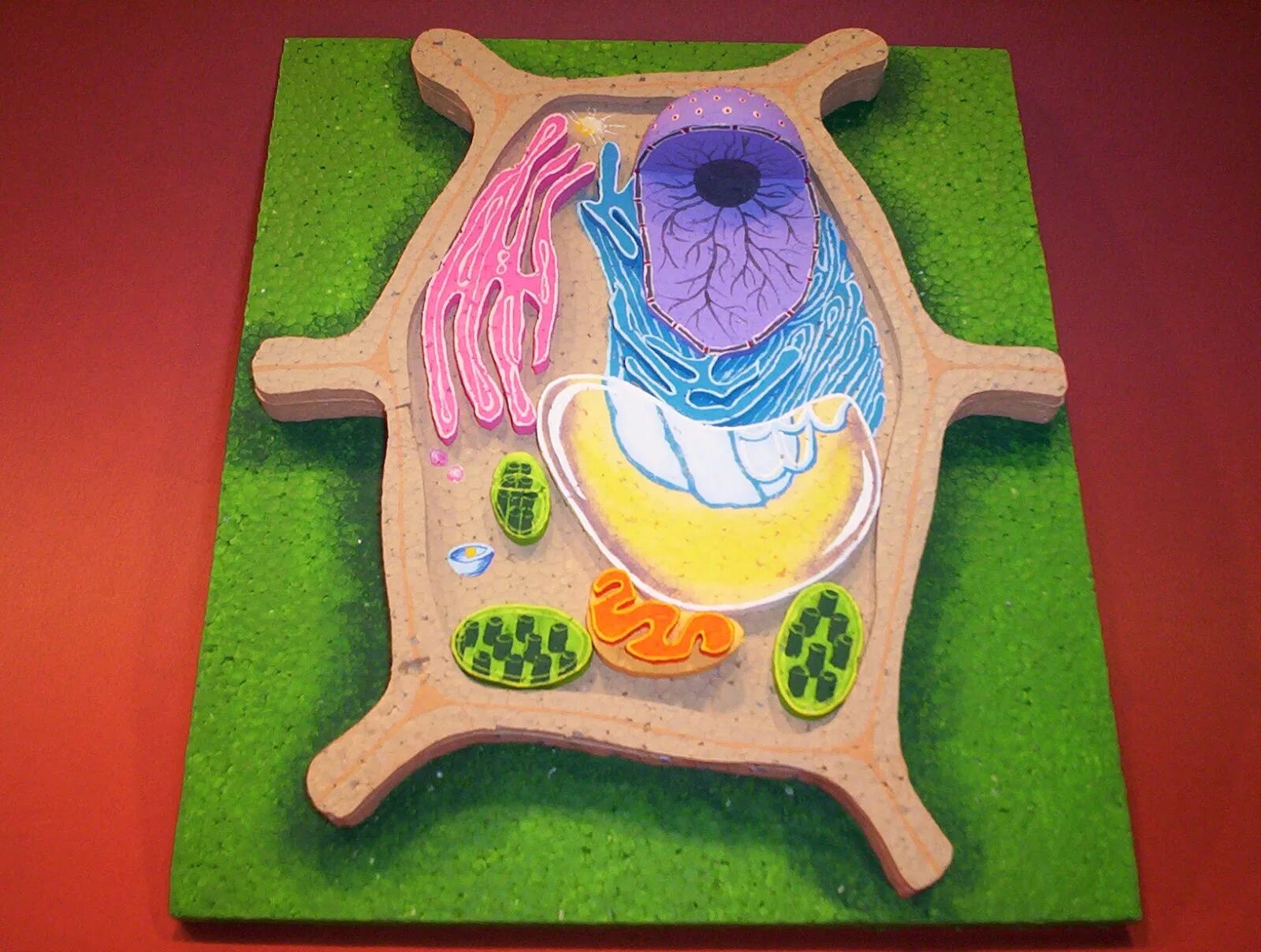 модель клетки биология 5 класс. модель растительной клетки из пластилина 5 класс биология. модель клетки биология 5. слепить клетку животного. модель клетки растения.