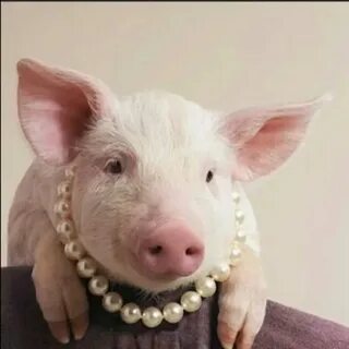 Cast pearls