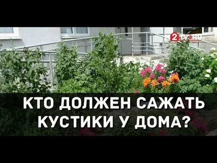 Тут осинки и кусты у куста стоит
