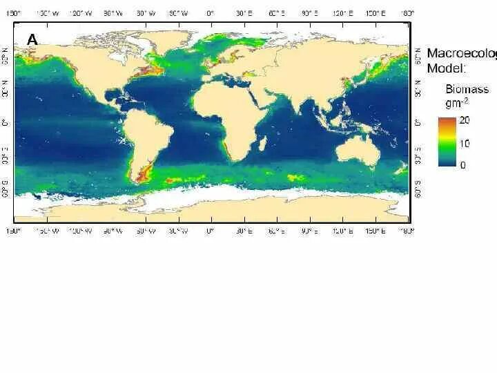 Биомасса фитопланктона в теплых морях больше. Биомасса мирового океана. Распределение биомассы в мировом океане. Биопродуктивность мирового океана. Биологическая продуктивность мирового океана.