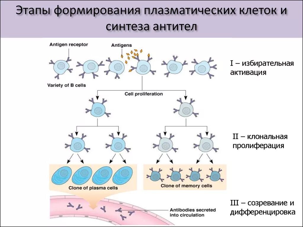 Механизм образования антител схема. Механизм образования иммуноглобулинов. Синтез иммуноглобулинов плазмоцитами. Схема выработки антител.