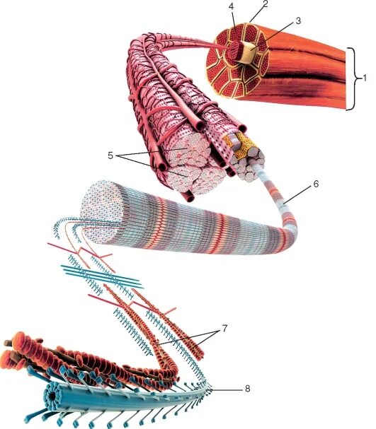 Мышечное волокно животных. Структурная организация скелетной мышцы. Структура мышцы мышечного волокна. Строение скелетной мускулатуры схема. Мышечное волокно животных.