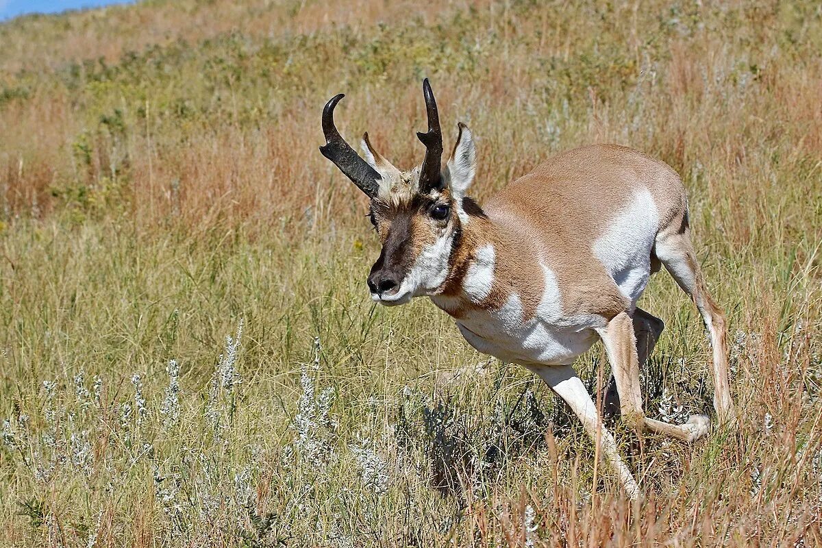 В какой природной зоне обитает вилорог. Пронгхорн антилопа. Антилопа вилорог. Pronghorn Antelope бежит. Вилорогая антилопа фото.