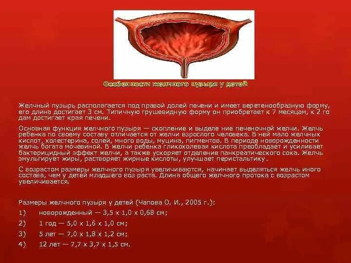 Размеры желчного пузыря у мужчин. Афо печени и желчного пузыря у детей. Особенности желчи у детей. Анатомо физиологические особенности желчного пузыря у детей. Особенность желчного пузыря.