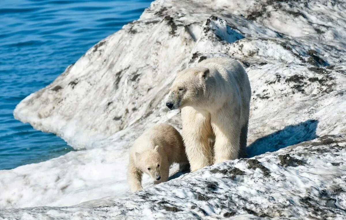 Белые медведи остров Врангеля Арктика Арктика. Остров Врангеля белые медведи. Ареал обитания белых медведей. Ареал обитания белого медведя Арктика. Как можно объяснить ареал обитания белого медведя