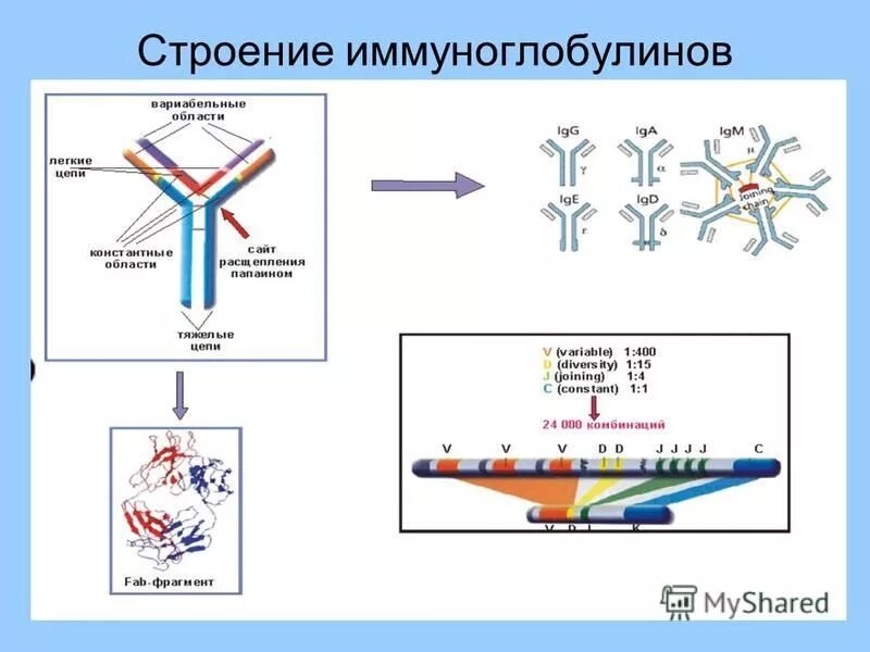 Ig e функции. Показатели иммуноглобулина у детей 5 лет. Иммуноглобулин е что это. Иммуноглобулин е что это. Иммуноглобулин ige норма строение.