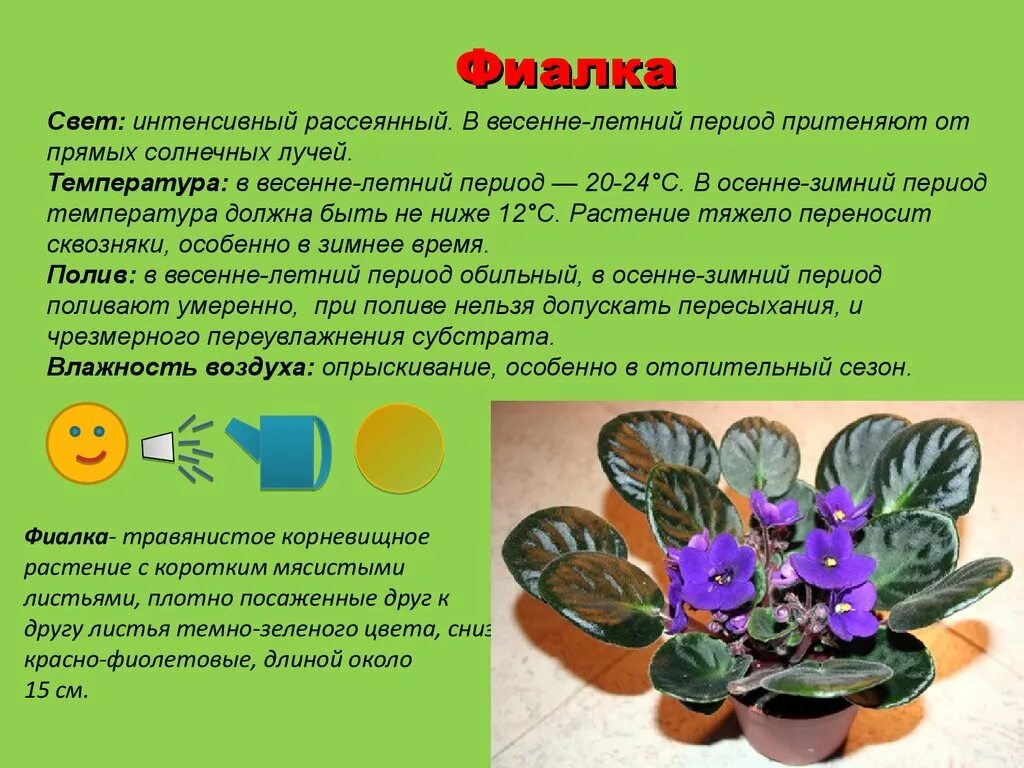 Условия содержания комнатного растения