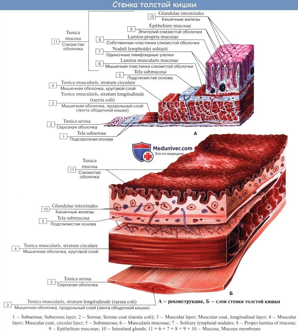 Строение стенки Толстого кишечника. Послойное строение стенки кишки. Толстая кишка строение стенки. Строение Толстого кишечника слои. Слизистый на латинском