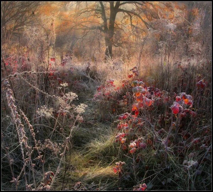 Заброшенный сад. Поздняя осень. Nature работа