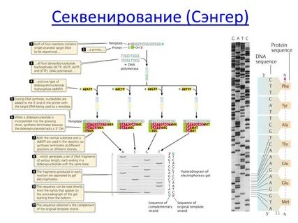 Секвенирования по сэнгеру