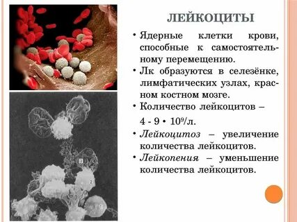 Лейкоциты полуколичественно что это