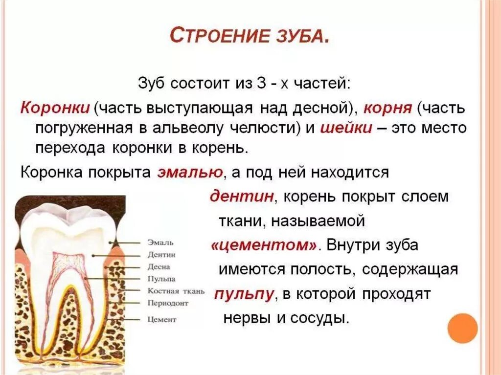 Какую функцию выполняет коронка зуба. Строение и функции зубов анатомия. Строение зуба 4 класс. Строение зуба 3 класс. Строение зубов 8 класс.