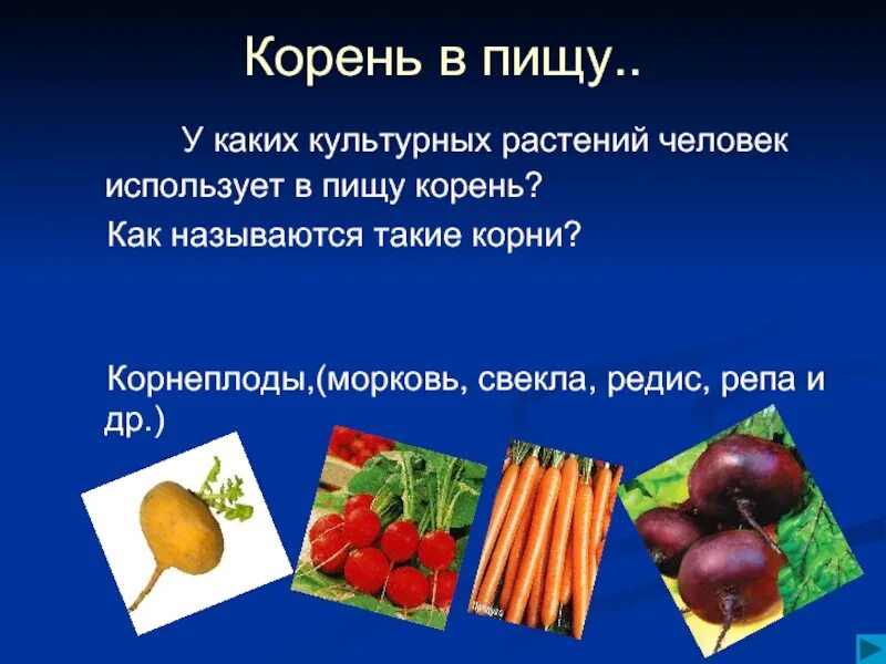 Человек использует в пищу. Корнеплоды употребляемые в пищу человеком. Корни каких растений человек использует в пищу. У каких культурных растений человек использует в пищу корнеплоды.