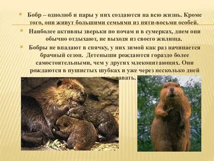Сколько живут бобры