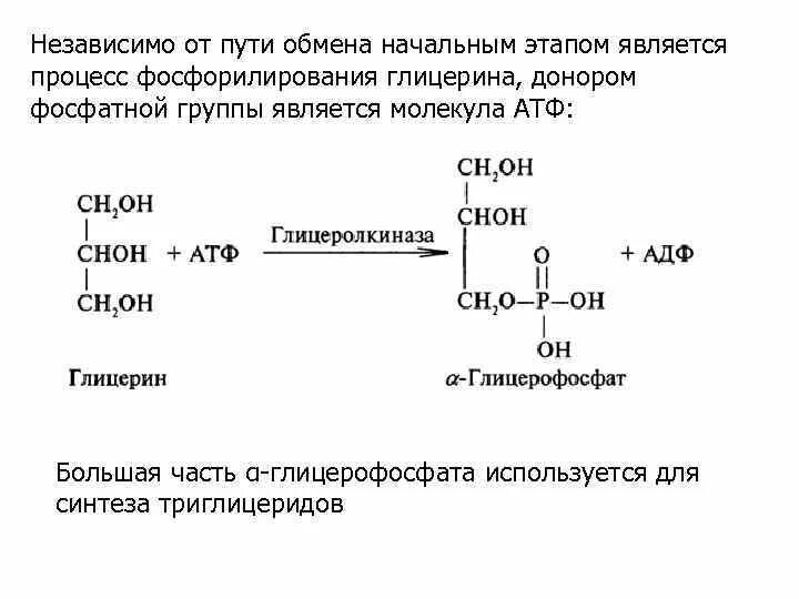 Глицерин атф. Реакцию фосфорилирования глицерола. Окисление триглицеридов. Синтез глицерина. Реакция фосфорилирования Глюкозы.